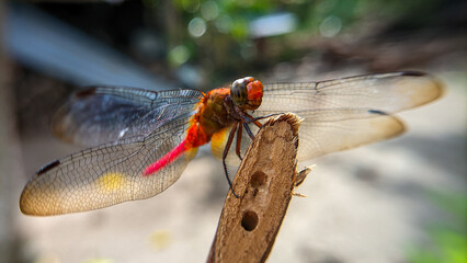 Close up or macro photo of a dragonfly (Capung) or suborder Anisoptera in a garden.
