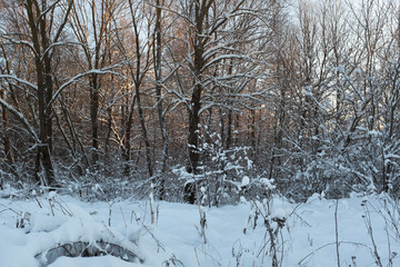 Serene Winter Forest Scene with Snow-Covered Trees. Snow blankets the trees and the ground, creating a serene atmosphere perfect for nature enthusiasts and winter lovers. High quality photo. No AI