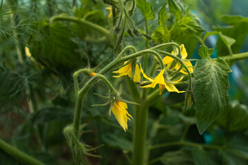 Vibrant Yellow Tomato Flowers in Garden – Close-Up of Blossoming Tomato Plant with Green Leaves for gardening themes, organic farming, or showcasing natural vegetable growth and blossoms