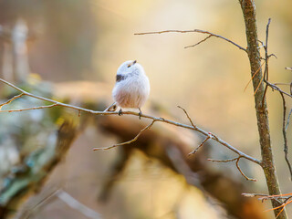 Long-tailed tit perched in a bush