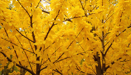 Bright yellow autumn leaves on trees creating a vibrant natural background