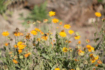 Vibrant Yellow Wildflowers in Bloom – Marigold-Like Flowers. Flower background for nature lovers, for garden enthusiasts, floral photography lovers or plant websites. High quality photography