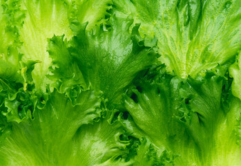 Lettuce vegetable leaves close up background