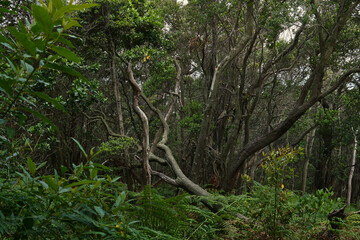 Thick Forest Canopy with Entwined Branches