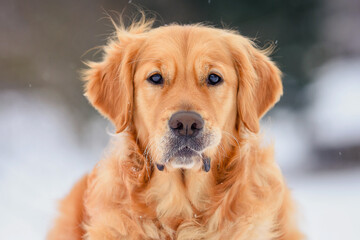 Golden Retriever Labrador Dog in the Snow in Winter