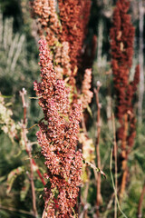 Detalle de flor de planta lengua de vaca (Rumex crispus) en Ushuaia, Tierra del Fuego, Argentina