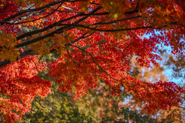 秋の終わりに赤く染まる紅葉