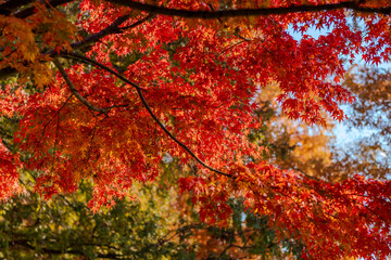 秋の終わりに赤く染まる紅葉