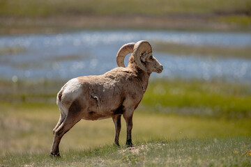 Large, proud Bighorn sheep observing other sheep nearby  within Moraine Park, Rocky Mountain National Park, Colorado