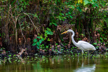 水辺のダイサギ