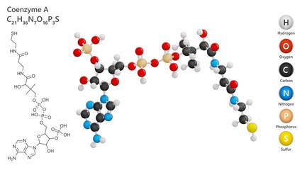 Molecule: Coenzyme A (CoA). Molecular structure. Formula: C21H36N7O16P3S. Chemical model: Ball and stick. White background. 3D illustration.