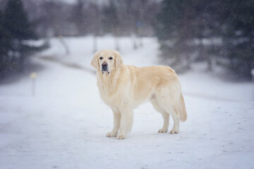 Golden Retriever Labrador Dog in the Snow in Winter