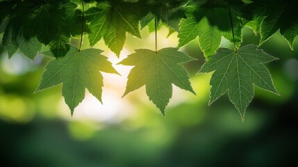 Fototapeta premium Sunlit green maple leaves hanging against blurred background.