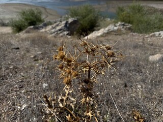 Xanthium spinosum, clotweed kuru tohumu. Prickly weed, prickly burweed and bathurst thistle. Wild plant shot in autumn. Acanthoxanthium spinosum medicinal plant with sharp yellow needles. Close-up. 