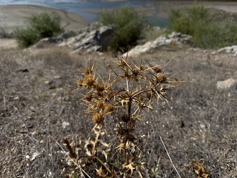 Xanthium spinosum, clotweed kuru tohumu. Prickly weed, prickly burweed and bathurst thistle. Wild plant shot in autumn. Acanthoxanthium spinosum medicinal plant with sharp yellow needles. Close-up. 