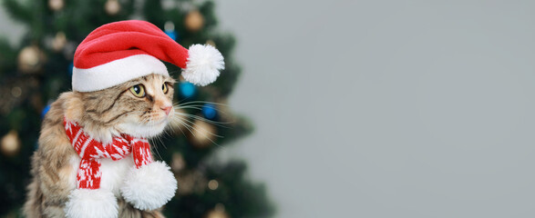 Adorable cat wearing a Santa hat and festive scarf with a Christmas tree in the background. Perfect for holiday themes, Christmas cards, and festive promotions. Cute and cozy holiday cat photo.