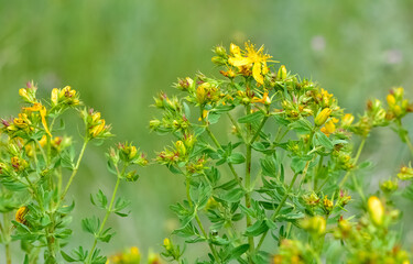 yellow flowering plants. wild plants and flowers photos.