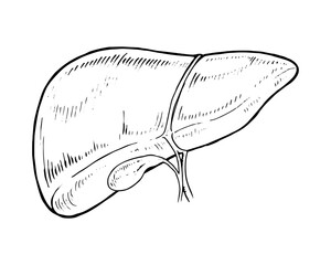 Vector illustration of the human liver and gallbladder in vintage style. Highlights anatomy, bile production, and detoxification for medical, educational, or healthcare purposes