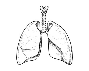 Vector illustration of human lungs in vintage style. Features respiratory anatomy, including trachea and alveoli, for medical or healthcare use. Highlights breathing and pulmonary function