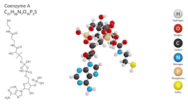 Coenzyme A (CoA). Animated 3D model of a molecule. Molecular formula: C21H36N7O16P3S. Chemical model: Ball and sticks. White background. 3D rendering. Seamless loop.