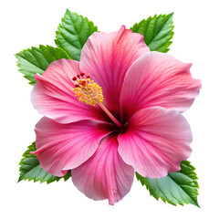 bright large flower and leaf of red hibiscus isolated on white background