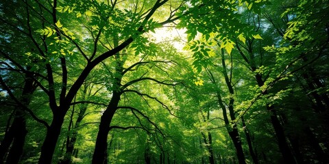 Fototapeta premium Sunlight filtering through a lush canopy of vibrant green leaves in a dense forest