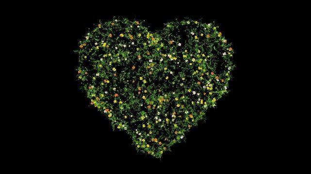 Heart shape with green grass and colorful flowers on black background motion graphic effects. 