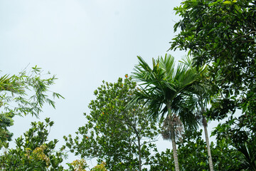 Sky and green trees bottom to top