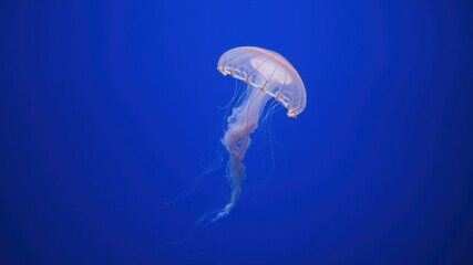 Graceful jellyfish floats in deep blue water, its translucent bell and trailing tentacles creating an ethereal underwater scene.