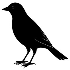 Bird Silhouette vector illustration