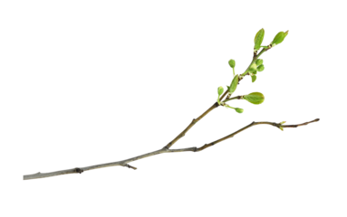 Spring twig with first green leaves and buds of flowers isolated on white or transparent background