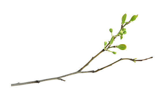 Spring twig with first green leaves and buds of flowers isolated on white or transparent background