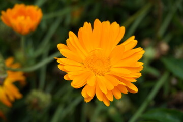 Orange calendula in a garden at dusk