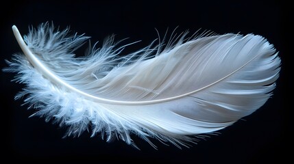 White feather isolated on black background