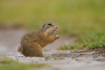 A cute young ground squirrel looking for food. Spermophilus citellus