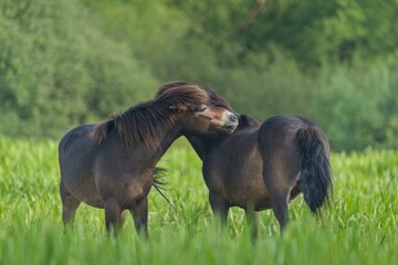 Two exmoor pony (Equus ferus caballus), with beautiful green coloured background. Amazing...