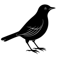 Blackbird Silhouette vector illustration