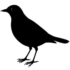 Blackbird Silhouette vector illustration