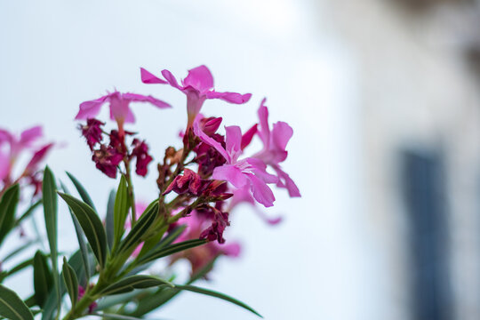 Primer plano de flores de adelfa rosas con hojas verdes sobre un fondo blanco y borroso. Destacan los detalles de los p&eacute;talos y estambres.