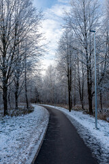 Snowy Pathway Through Winter Forest Under Blue Sky