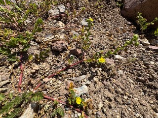 Potentilla norvegica blooms yellow among stones. Close-up. It is a species of cinquefoil known by the common names rough cinquefoil, ternate-leaved cinquefoil, and Norwegian cinquefoil.

