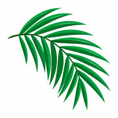green palm leaves vector icon with white background