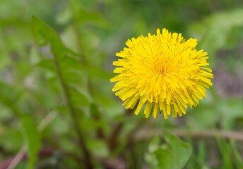 wild plants and medicinal flowers. dandelion photos.