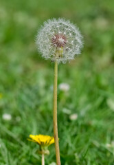 wild plants and medicinal flowers. dandelion photos.