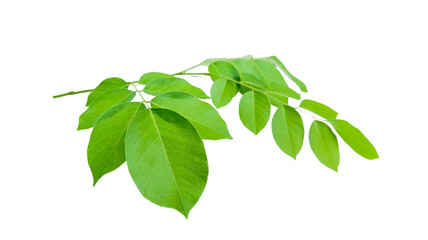 Cut out Pterocarpus Macrocarpus or Burma padauk leaves with clipping paths on white background