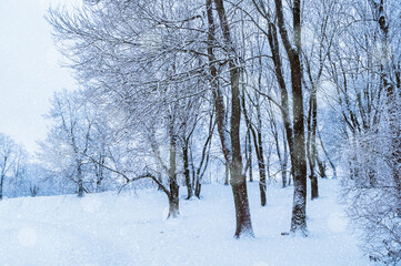 Winter landscape with snowfall - wonderland winter forest background with snowfall over winter grove. Snowy winter scene