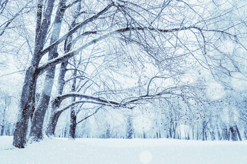 Obraz premium Winter landscape with falling snow - wonderland winter forest with snowfall over winter trees, winter scene with snowfall