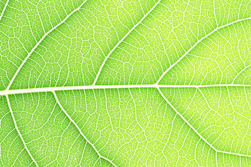 Fototapeta premium Close-up of a vivid green leaf with clear vein patterns and bright natural tones. A detailed and eco-friendly concept for nature backgrounds.
