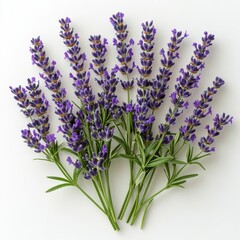 Fototapeta premium Fresh lavender sprigs arranged artistically on a light background showcasing their vibrant colors