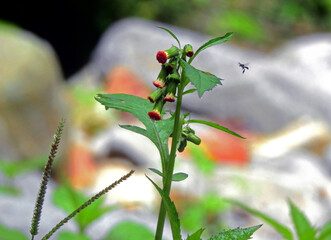 Little bee looking for food